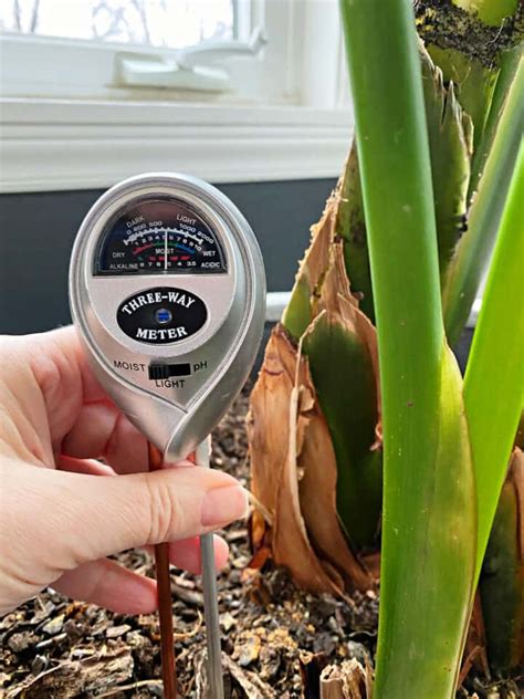 bird of paradise moisture meter|bird of paradise soil humidity.